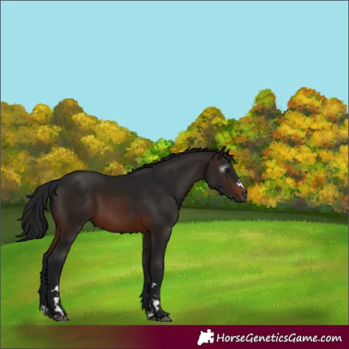 Horse Color:Gray Brown 