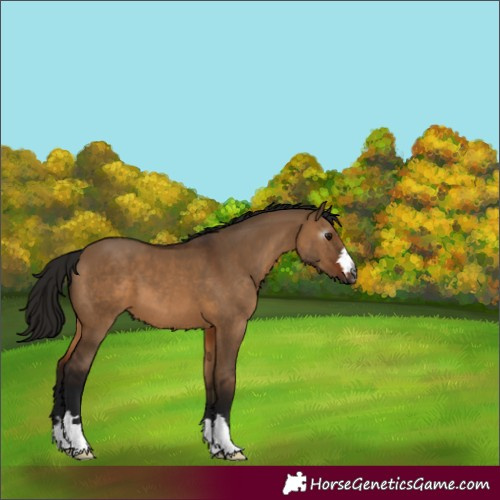 Horse Color:Gray Bay Dun 