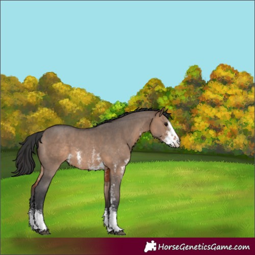 Horse Color:Brown Dun Sabino 