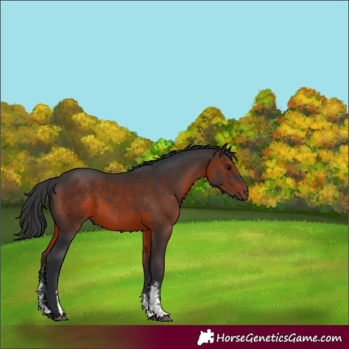 Horse Color:Brown Sabino 