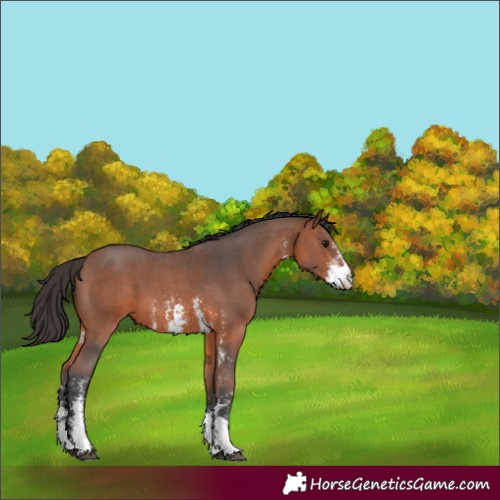 Horse Color:Bay Sabino 