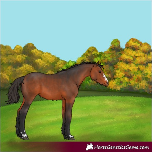 Horse Color:Bay 