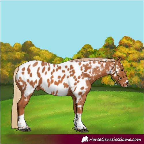 Horse Color:Chestnut Tobiano Near Leopard