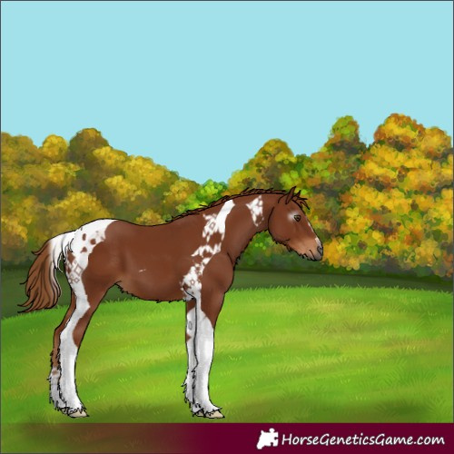 Horse Color:Gray Chestnut Tobiano 
