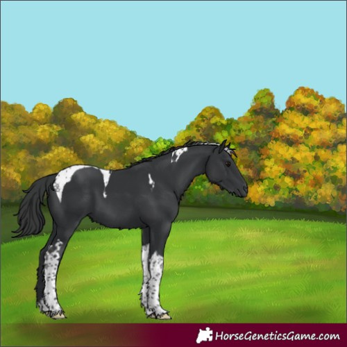 Horse Color:Black Tobiano 