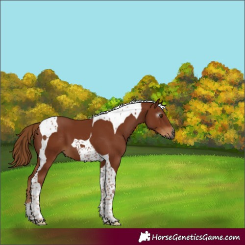Horse Color:Gray Chestnut Tobiano 