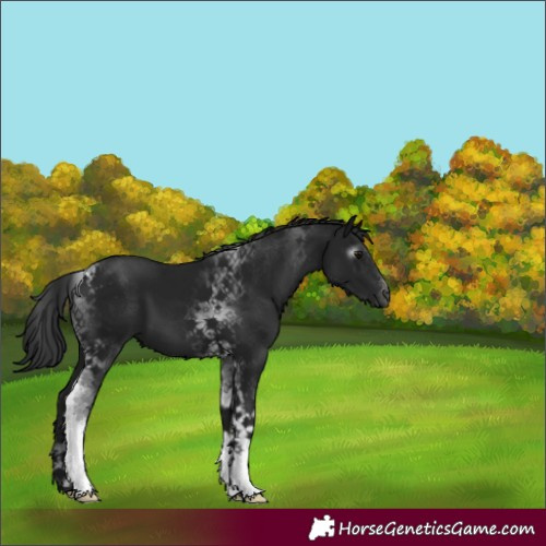 Horse Color:Gray Black Tobiano 