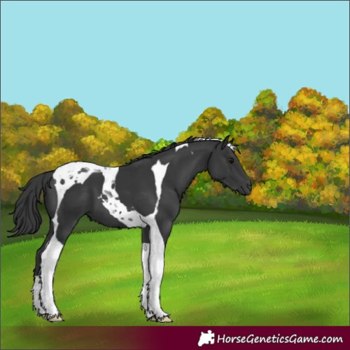 Horse Color:Black Tobiano 