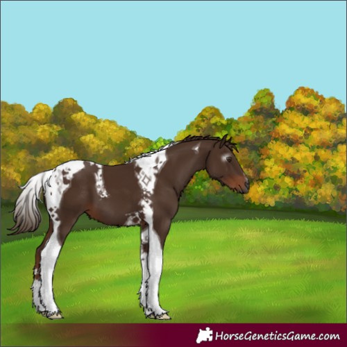 Horse Color:Gray Chestnut Tobiano 