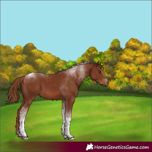 Horse Color:Chestnut Tobiano 