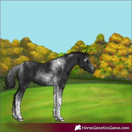 Horse Color:Gray Black Tobiano 