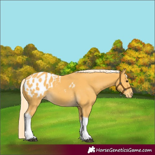 Horse Color:Palomino Tobiano Appaloosa