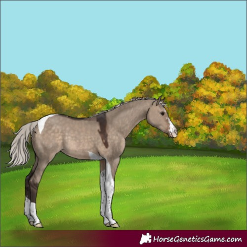 Horse Color:Silver Brown Dun Sabino Tobiano Appaloosa Rabicano 
