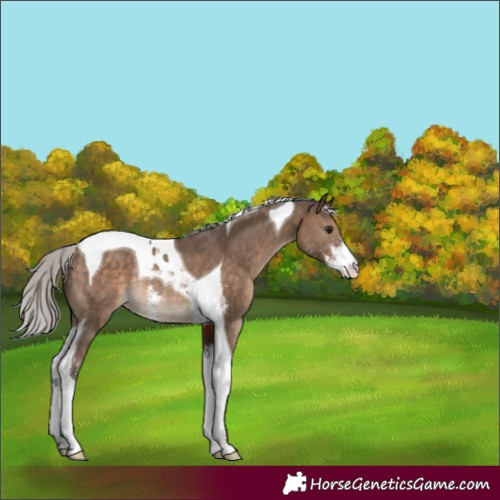 Horse Color:Silver Brown Dun Sabino Tobiano Rabicano 
