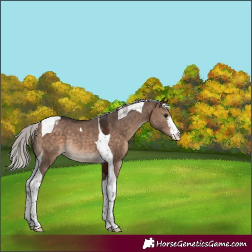 Horse Color:White Spotted Silver Brown Dun Tobiano Varnish Rabicano 