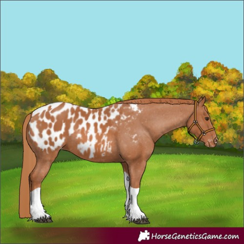 Horse Color:Chestnut Tobiano Appaloosa 