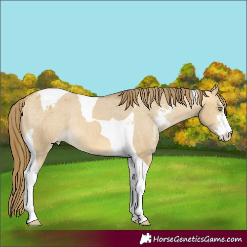 Horse Color:Sable Cream Champagne Dun Sabino Tobiano Varnish Rabicano 