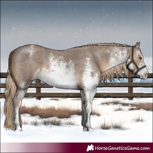 Horse Color:White Spotted Chocolate Palomino Sabino Varnish Rabicano 
