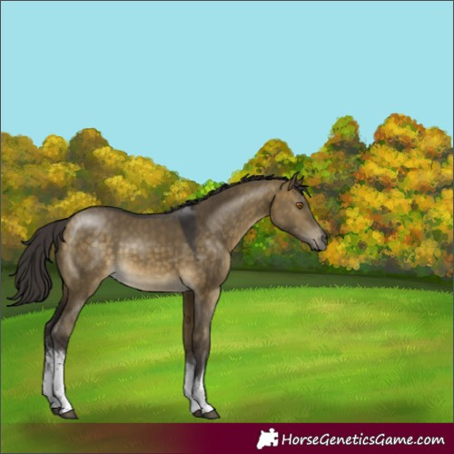 Horse Color:White Spotted Buckskin Dun Tobiano 