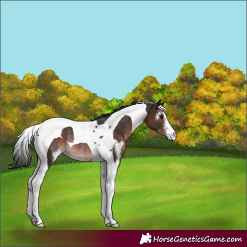 Horse Color:Brown Sabino Tobiano Varnish Rabicano 