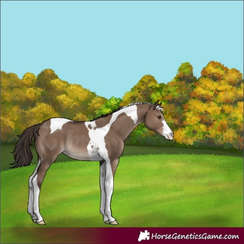 Horse Color:White Spotted Liver Red Dun Tobiano Varnish Rabicano 