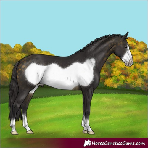 Horse Color:Buckskin Frame 