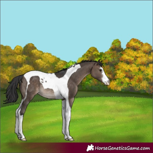 Horse Color:White Spotted Brown Dun Tobiano Varnish Rabicano 