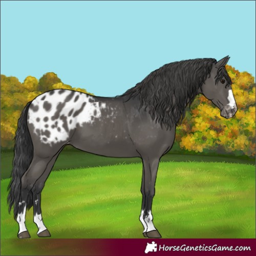 Horse Color:Black Appaloosa