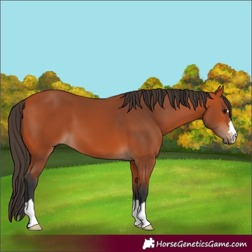 Horse Color:Bay 