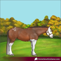 Horse Color:Bay Splash Appaloosa