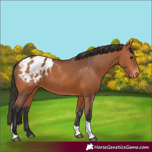 Horse Color:Bay Tobiano Appaloosa 
