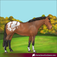 Horse Color:Bay Tobiano Appaloosa 