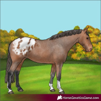 Horse Color:Bay Tobiano Blanket 