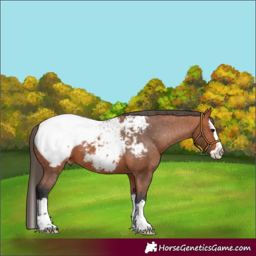 Horse Color:Bay Splash Snowcap 