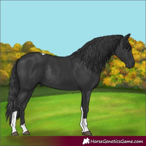 Horse Color:Black Tobiano Rabicano