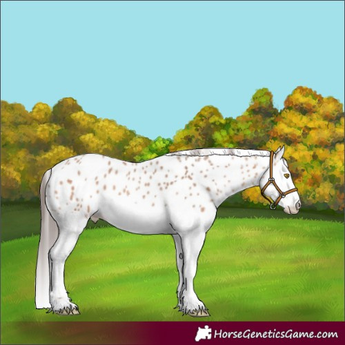 Horse Color:Amber Champagne Splash Appaloosa 