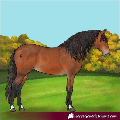 Horse Color:Bay 