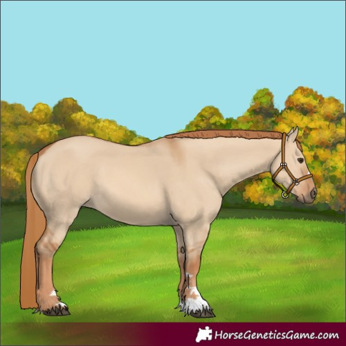 Horse Color:Red Dun 