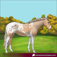 Horse Color:Chestnut Tobiano Appaloosa