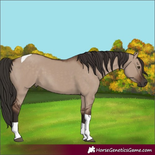 Horse Color:Liver Red Dun Tobiano 