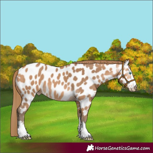 Horse Color:Gray Perlino Near Leopard