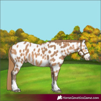 Horse Color:Gray Perlino Appaloosa