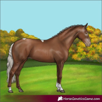 Horse Color:Gray Silver Black Pearl Tobiano 