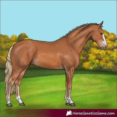 Horse Color:Chestnut 
