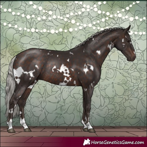 Horse Color:White Spotted Silver Brown Rabicano