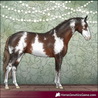 Horse Color:Liver Chestnut Sabino Rabicano 