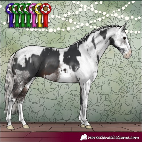 Horse Color:Brown Sabino and Silver Brown Sabino