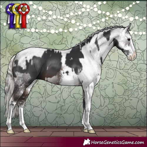 Horse Color:Brown Sabino  and Silver Brown Sabino 