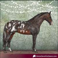 Horse Color:Silver Brown Sabino and Brown Sabino Appaloosa