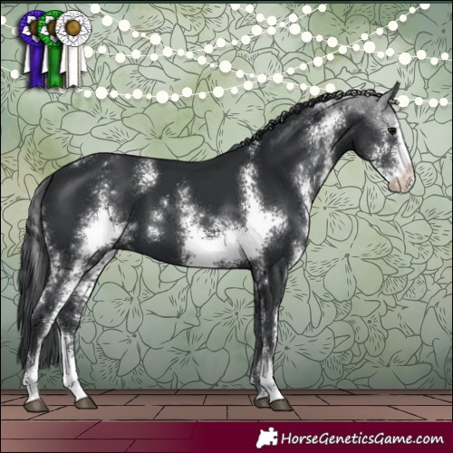 Horse Color:Black Sabino 